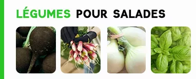 légumes bio pour salades